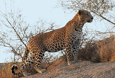 Royal Heritage Of Rajasthan With Leopard Safari