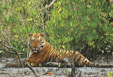 Serene n Scenic Orissa with Sundarbans